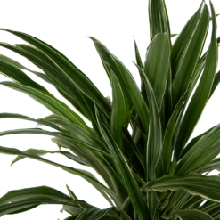 Dracaena Warneckei - Vertakt - Drakenbloedboom - P24 H110 - Kamerplant -Groene Tuin Verkoop dracaena warneckei vertakt drakenbloedboom p24 h110 kamerplant 4