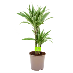 Dracaena White Stripe - Op Stam - Drakenbloedboom - P17 H65 - Kamerplant