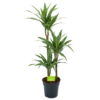Dracaena White Stripe - Op Stam - Drakenbloedboom - P21 H100 - Kamerplant