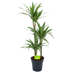Dracaena White Stripe - Op Stam - Drakenbloedboom - P21 H100 - Kamerplant