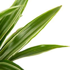 Dracaena White Stripe - Op Stam - Drakenbloedboom - P21 H100 - Kamerplant -Groene Tuin Verkoop dracaena white stripe op stam drakenbloedboom p21 h100 6 1