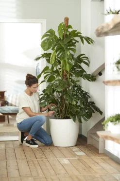 Bloempot Elho Brussels Rond 47cm - Met Wielen - Wit -Groene Tuin Verkoop elho brussels rond wielen 47 wit bloempot 7 7