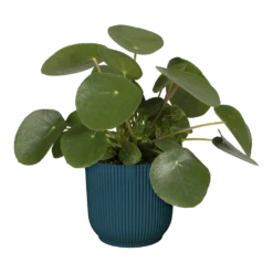 Bloempot Elho Vibes Fold Rond - D22 X H20cm - Diepblauw -Groene Tuin Verkoop elho vibes fold rond 22 blauw d22 h20cm bloempot diepblauw 6 7