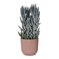 Bloempot Elho Vibes Fold Rond - D22 X H20cm - Delicaat Roze -Groene Tuin Verkoop elho vibes fold rond 22 roze d22 h20cm bloempot delicaat roze 6 7