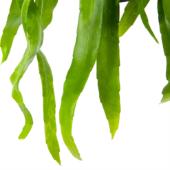 Epiphyllum Pumilum - In Hangpot - P17 H40 - Kamerplant -Groene Tuin Verkoop epiphyllum pumilum in hangpot p17 h40 6 1