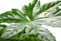 Fatsia Japonica - Vingerplant - P19 H60 - Kamerplant -Groene Tuin Verkoop fatsia japonica vingerplant p19 h60 5