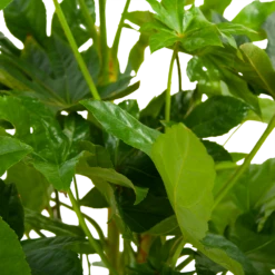 Fatsia Japonica - Vingerplant - P19 H60 - Kamerplant -Groene Tuin Verkoop fatsia japonica vingerplant p19 h60 6