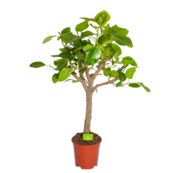 Ficus Altissima - Vertakt - P27 H130 - Kamerplant