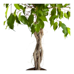 Ficus Benjamina Exotica Op Gevlochten Stam - Treurvijg - P24 H100 - Kamerplant -Groene Tuin Verkoop ficus benjamina exotica op gevlochten stam treurvijg p24 h100 3