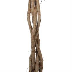 Ficus Benjamina Exotica Op Gevlochten Stam - Treurvijg - P27 H140 - Kamerplant -Groene Tuin Verkoop ficus benjamina exotica op gevlochten stam treurvijg p27 h140 6