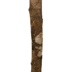 Ficus Binnendijkii Amstel King Op Stam - Treurvijg - P31 H140 - Kamerplant -Groene Tuin Verkoop ficus binnendijkii amstel king op stam treurvijg p31 h140 6