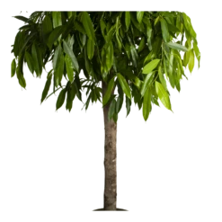 Ficus Binnendijkii Amstel King Op Stam - Treurvijg - P40 H170 - Kamerplant -Groene Tuin Verkoop ficus binnendijkii amstel king op stam treurvijg p40 h170 4