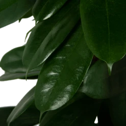 Ficus Cyathistipula - Groene Vijg - Op Zuil - P29 H150 - Kamerplant -Groene Tuin Verkoop ficus cyathistipula groene vijg op zuil p29 h150 5