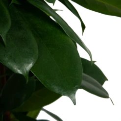 Ficus Cyathistipula - Groene Vijg - Op Zuil - P29 H150 - Kamerplant -Groene Tuin Verkoop ficus cyathistipula groene vijg op zuil p29 h150 6