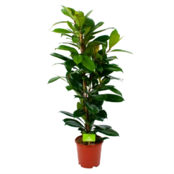 Ficus Cyathistipula - Groene Vijg - Toef - P21 H105 - Kamerplant