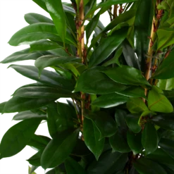 Ficus Cyathistipula - Groene Vijg - Toef - P34 H120 - Kamerplant -Groene Tuin Verkoop ficus cyathistipula groene vijg toef p34 h120 6 3