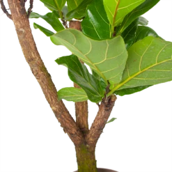 Ficus Lyrata Vertakt - Tabaksplant - P24 H130 - Kamerplant -Groene Tuin Verkoop ficus lyrata tabaksplant p24 h130 6 3