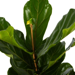 Ficus Lyrata - Tabaksplant - Toef - P17 H90 - Kamerplant -Groene Tuin Verkoop ficus lyrata tabaksplant toef p17 h90 5