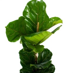 Ficus Lyrata - Tabaksplant - Toef - P21 H90 - Kamerplant -Groene Tuin Verkoop ficus lyrata tabaksplant toef p21 h90 6 1