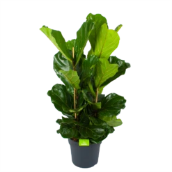 Ficus Lyrata - Tabaksplant - Toef - P34 H120 - Kamerplant