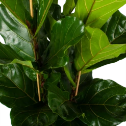 Ficus Lyrata - Tabaksplant - Toef - P34 H120 - Kamerplant -Groene Tuin Verkoop ficus lyrata tabaksplant toef p34 h120 5 3