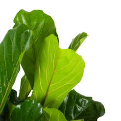 Ficus Lyrata - Tabaksplant - Toef - P34 H120 - Kamerplant -Groene Tuin Verkoop ficus lyrata tabaksplant toef p34 h120 6 3