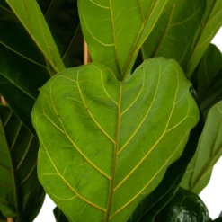 Ficus Lyrata - Tabaksplant - Toef - P35 H150 - Kamerplant -Groene Tuin Verkoop ficus lyrata tabaksplant toef p35 h150 6