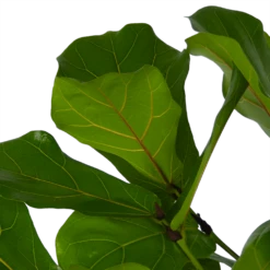 Ficus Lyrata Vertakt - Tabaksplant - P27 H140 - Kamerplant -Groene Tuin Verkoop ficus lyrata vertakt tabaksplant p27 h140 kamerplant 4