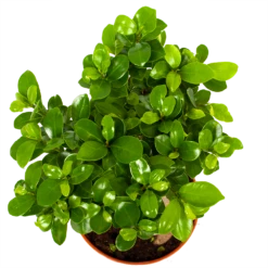 Ficus Microcarpa Ginseng - Bonsai - P17 H40 - Kamerplant -Groene Tuin Verkoop ficus microcarpa ginseng bonsai p17 h40 6