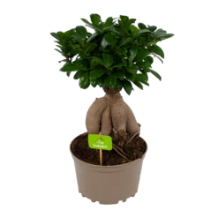 Ficus Microcarpa Ginseng - Bonsai - P20 H45 - Kamerplant