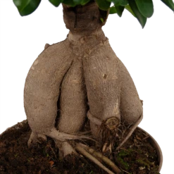 Ficus Microcarpa Ginseng - Bonsai - P20 H45 - Kamerplant -Groene Tuin Verkoop ficus microcarpa ginseng bonsai p20 h45 6