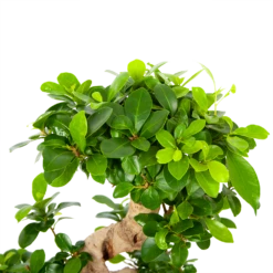 Ficus Microcarpa Ginseng - Bonsai - P21 H65 - Kamerplant -Groene Tuin Verkoop ficus microcarpa ginseng bonsai p21 h65 6