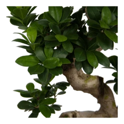 Ficus Microcarpa Ginseng - Bonsai - P25 H70 - Kamerplant -Groene Tuin Verkoop ficus microcarpa ginseng bonsai p25 h70 6