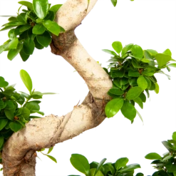 Ficus Microcarpa Ginseng - Bonsai - P29 H90 - Kamerplant -Groene Tuin Verkoop ficus microcarpa ginseng bonsai p29 h90 6