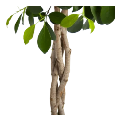 Ficus Microcarpa Nitida Op Gevlochten Stam - Treurvijg - P24 H100 - Kamerplant -Groene Tuin Verkoop ficus microcarpa nitida op gevlochten stam treurvijg p24 h100 3