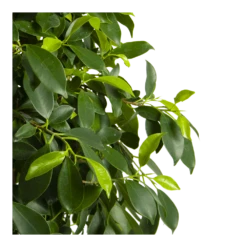 Ficus Microcarpa Nitida Op Gevlochten Stam - Treurvijg - P24 H100 - Kamerplant -Groene Tuin Verkoop ficus microcarpa nitida op gevlochten stam treurvijg p24 h100 4