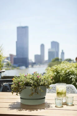 Plantenschaal Elho Greenville 33cm - Bladgroen -Groene Tuin Verkoop greenville schaal 33cm bloempot bladgroen 6 13