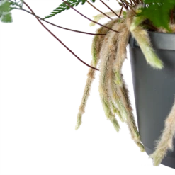 Humata Tyermannii - In Hangpot - P17 H30 - Kamerplant 6 Humata Tyermannii - In Hangpot - P17 H30 - Kamerplant -Groene Tuin Verkoop humata tyermannii in hangpot p17 h30 6