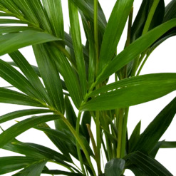Kentiapalm - Howea Forsteriana - P19 H80 - Kamerplant -Groene Tuin Verkoop kentiapalm howea forsteriana p19 h80 6