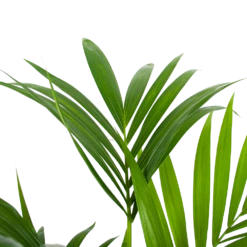 Kentiapalm - Howea Forsteriana - P24 H130 - Kamerplant -Groene Tuin Verkoop kentiapalm howea forsteriana p24 h130 6