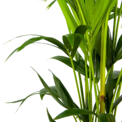 Kentiapalm - Howea Forsteriana - P24 H150 - Kamerplant -Groene Tuin Verkoop kentiapalm howea forsteriana p24 h150 3