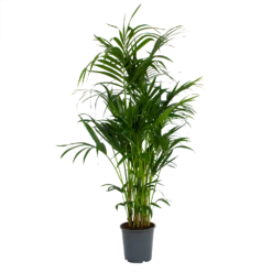 Kentiapalm - Howea Forsteriana - P27 H170 - Kamerplant