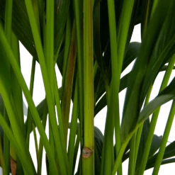 Kentiapalm - Howea Forsteriana - P27 H170 - Kamerplant -Groene Tuin Verkoop kentiapalm howea forsteriana p27 h170 5