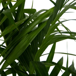 Kentiapalm - Howea Forsteriana - P27 H170 - Kamerplant -Groene Tuin Verkoop kentiapalm howea forsteriana p27 h170 6