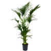 Kentiapalm - Howea Forsteriana - P27 H200 - Kamerplant