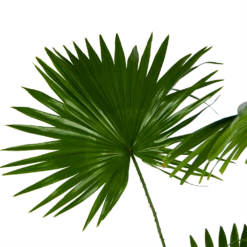 Livistona Rotundifolia - Chinese Schermpalm - P24 H100 - Kamerplant -Groene Tuin Verkoop livistona rotundifolia chinese schermpalm p24 h100 kamerplant 3