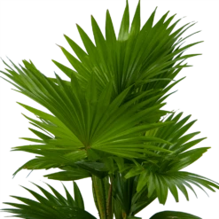 Livistona Rotundifolia In Gevlochten Caryota Pot - Chinese Schermpalm - P19 H50 - Kamerplant -Groene Tuin Verkoop livistona rotundifolia in pot chinese schermpalm p19 h50 kamerplant 3