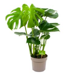 Monstera Deliciosa - Gatenplant - P17 H65 - Kamerplant