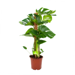 Monstera Deliciosa Op Mosstok - Gatenplant - P19 H80 - Kamerplant