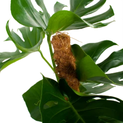 Monstera Deliciosa Op Mosstok - Gatenplant - P19 H80 - Kamerplant -Groene Tuin Verkoop monstera deliciosa op mosstok gatenplant p19 h80 5